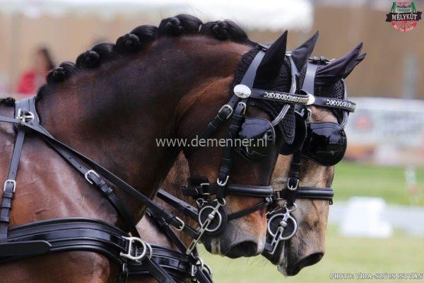hoofdstel lakleer ideal equestrian
