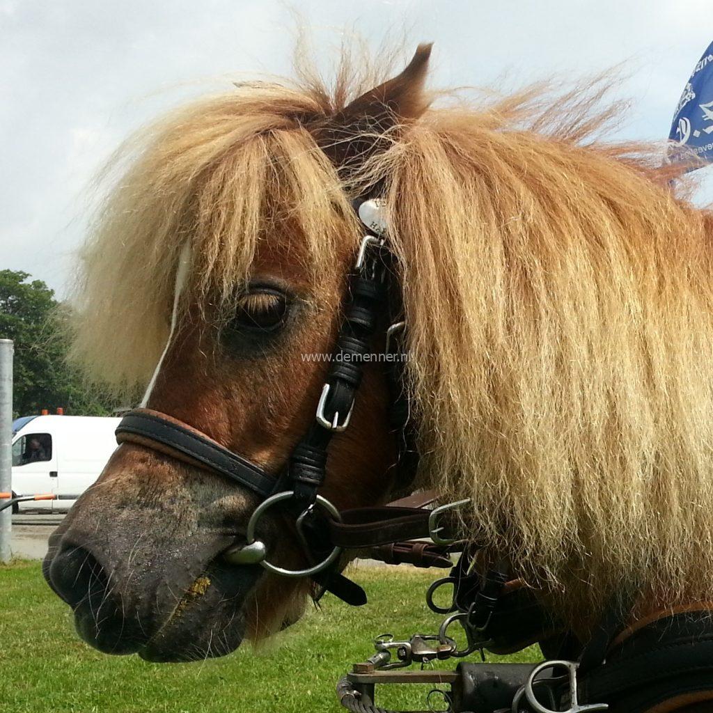 hoofdstel luxe zonder oogkleppen ideal equestrian