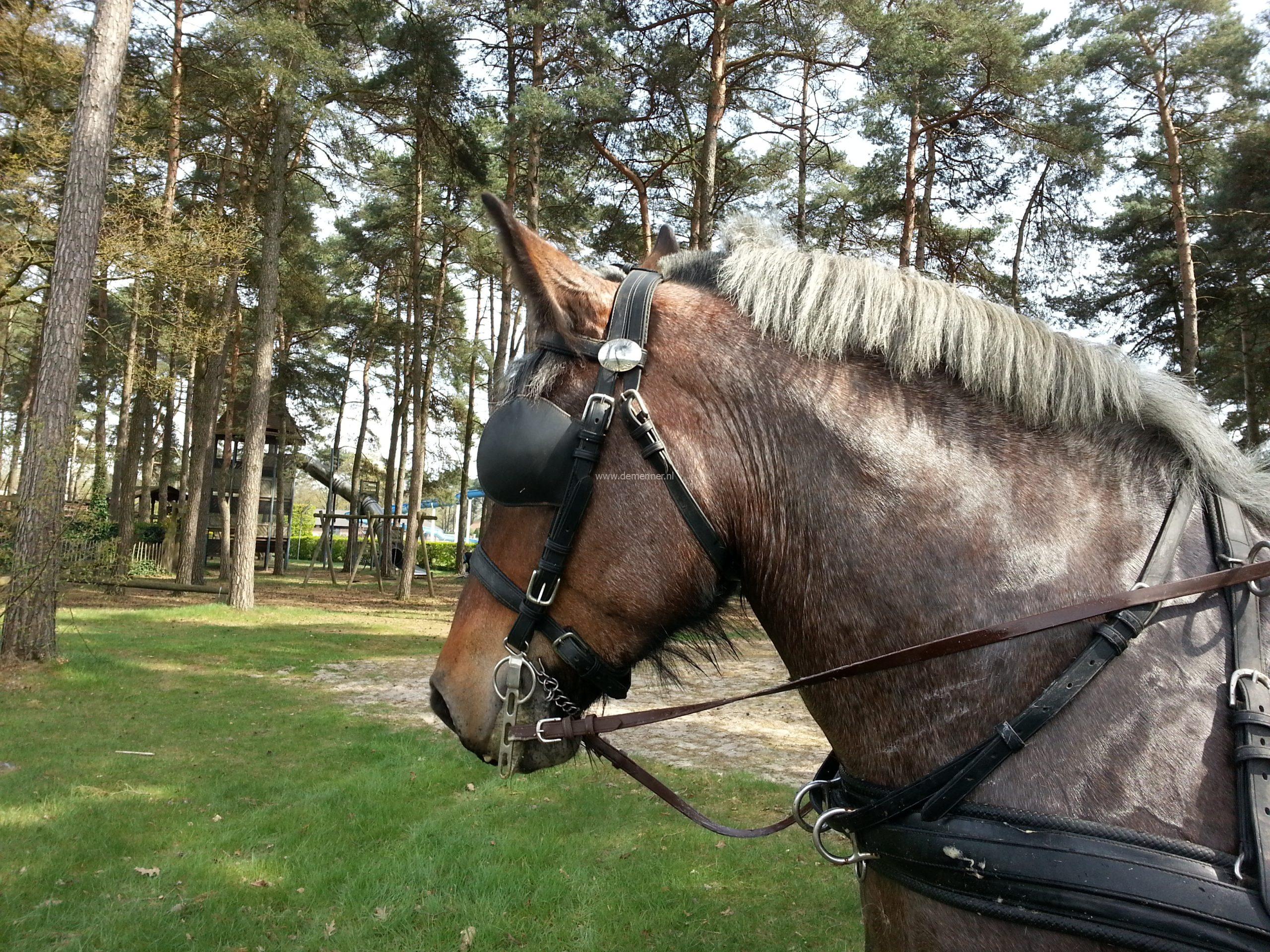 bakstukken met ronde oogkleppen eurotech ideal equestrian