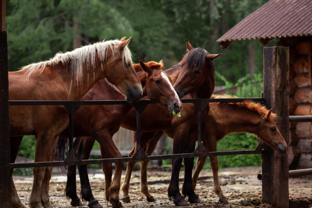 horses