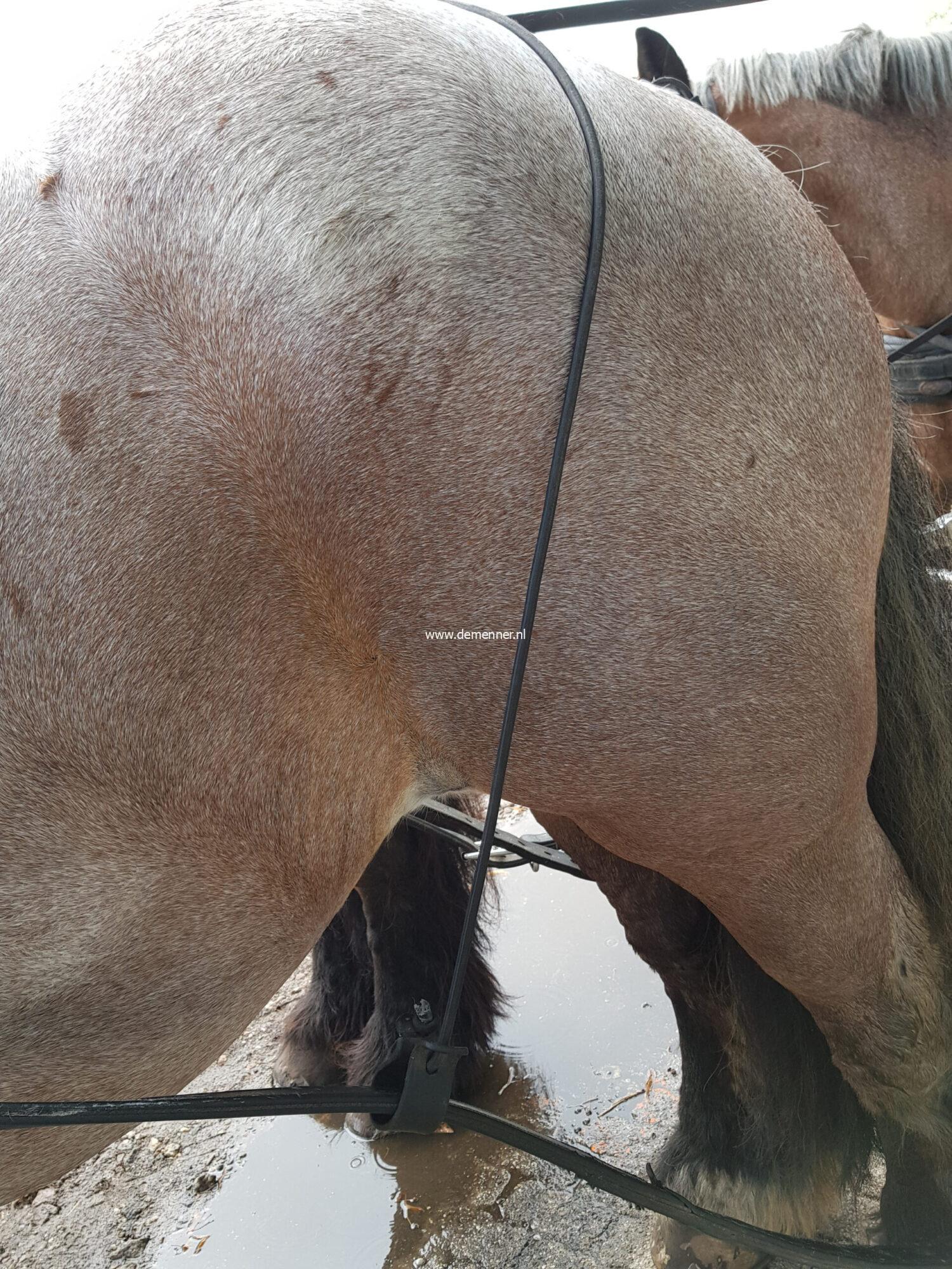 strengendrager elastisch