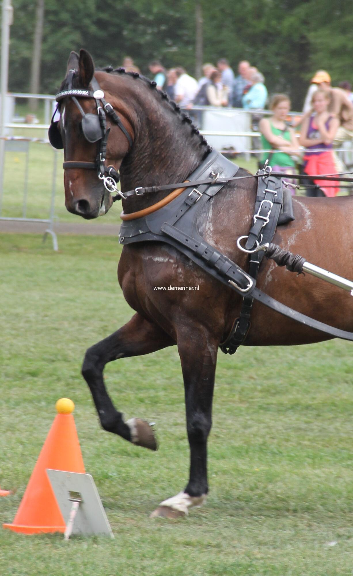 Enkelspantuig FRANS GAREEL Ideal Equestrian - Afbeelding 2