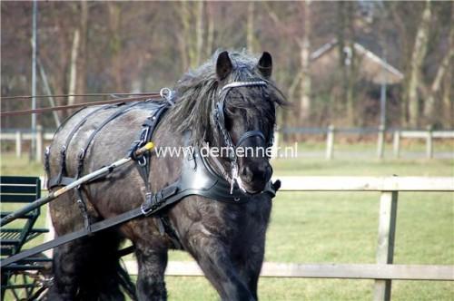 Luxe enkelspantuig FRANS GAREEL-269