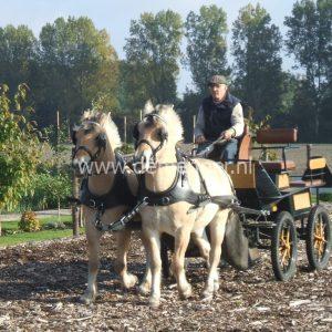 Tweespan Franse garelen Ideal Equestrian - Afbeelding 2