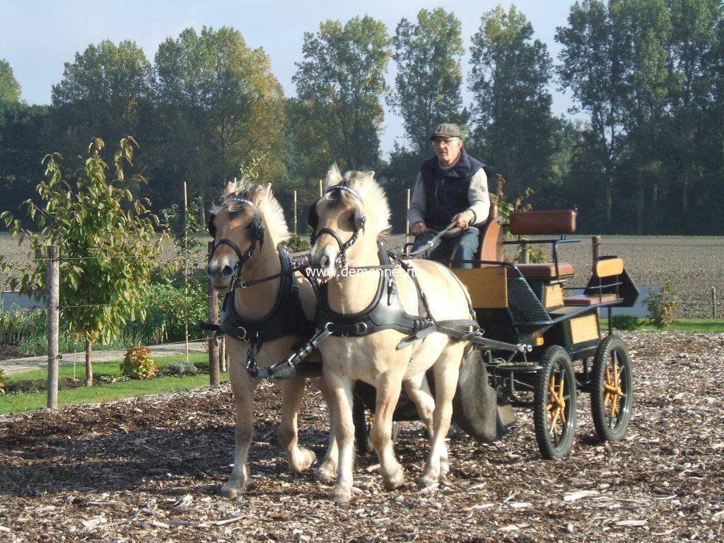 Tweespan Franse garelen Ideal Equestrian - Afbeelding 2