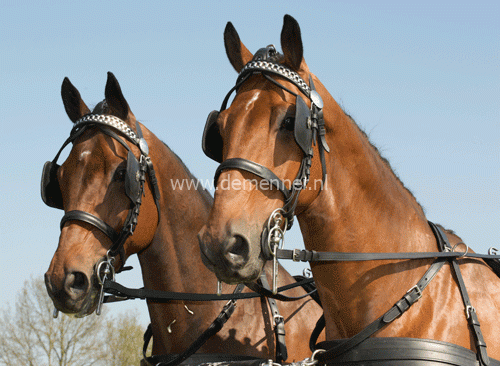 Bridle leather with blinkers-0