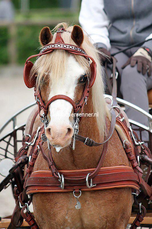 Hoofdstel LEATHERTECH Ideal Equestrian - Afbeelding 2