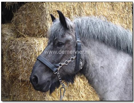 head collar with chain draft horse
