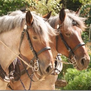 Hoofdstel TREKPAARD leer Ideal Equestrian - Afbeelding 3