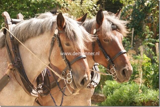 Hoofdstel TREKPAARD leer Ideal Equestrian - Afbeelding 3