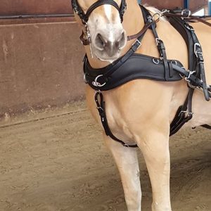 Empathy breastcollar set complete - Single - Cob - -6710
