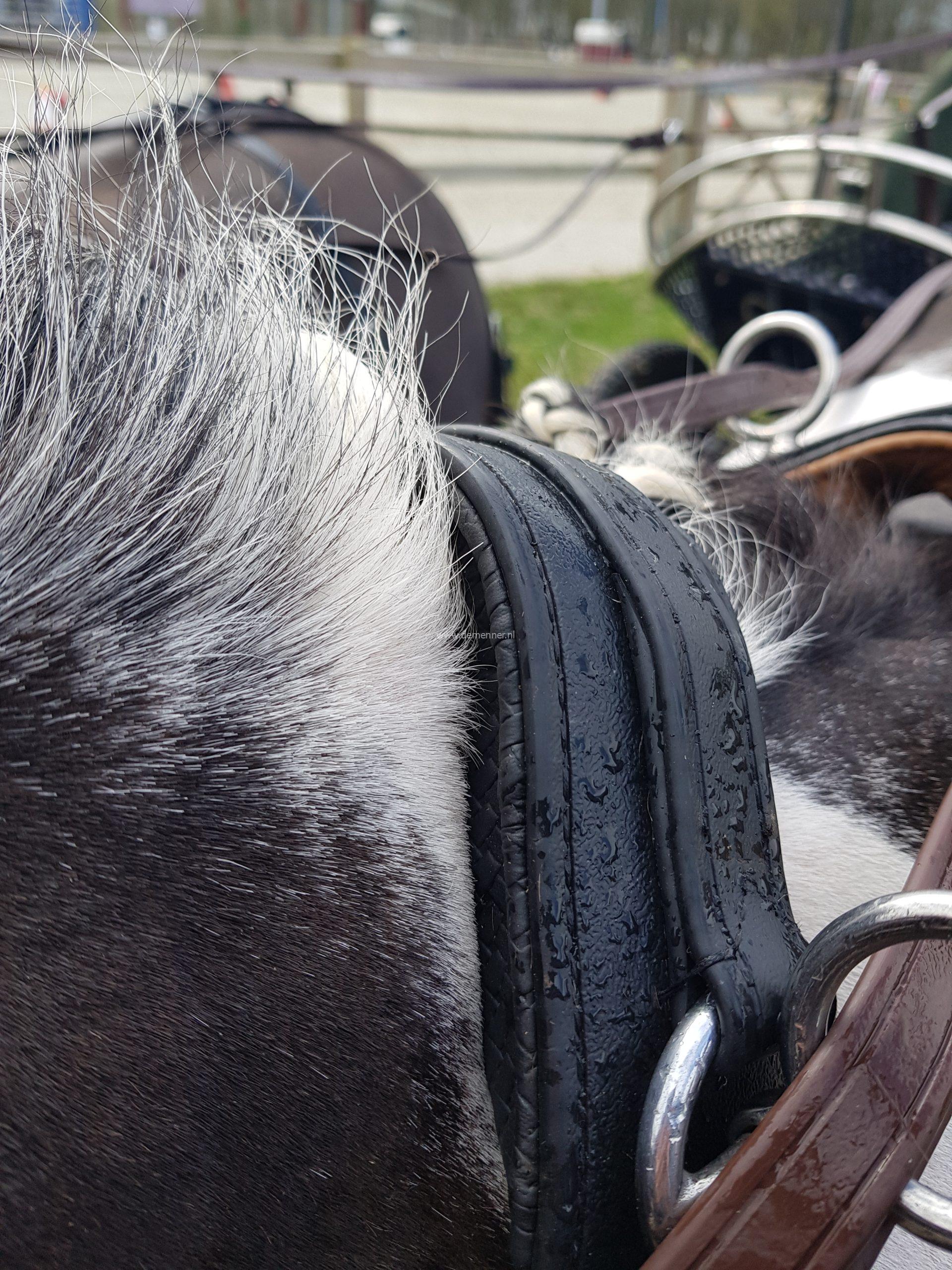 anatomische nekriem eurotech ideal equestrian